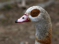 Goose.jpg