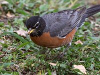 Robin.jpg