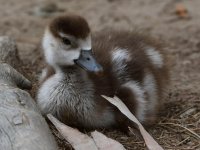 Gosling4.jpg