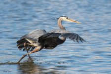GBHFishFlyAway-880.jpg