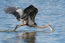 GBHFishFlyAway-881.jpg