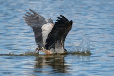GBHFishFlyAway-882.jpg