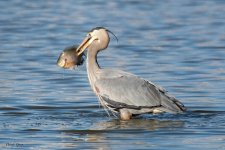 GBHFishFlyAway-883.jpg