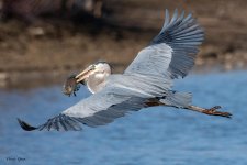 GBHFishFlyAway-884.jpg