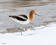 AvocetSnow-880.jpg
