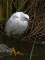 Egret.jpg