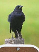 Grackle2.jpg