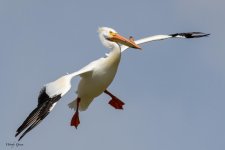 PeliLanding-880.jpg
