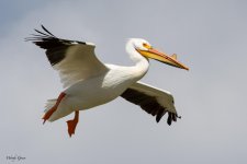 PeliLanding-881.jpg