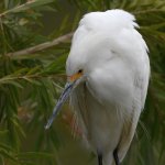 Egret4.jpg