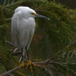 Egret6.jpg