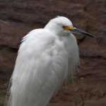 Egret8.jpg