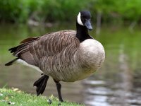 Goose.jpg