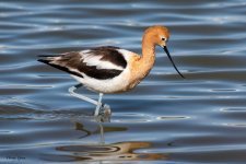 Avocet-881.jpg