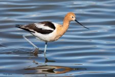 Avocet-882.jpg
