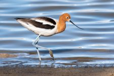 Avocet-883.jpg