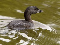 Grebe.jpg