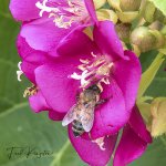 BumbleBee-1.jpg
