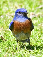 _ROY2763.jpg