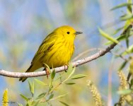 YellowWarbler-895.jpg