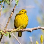 YellowWarbler-896.jpg