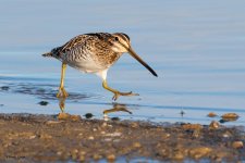Wilson's Snipe-898.jpg
