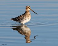 Wilson's Snipe-896.jpg