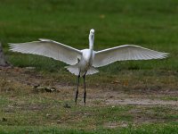 Egret5.jpg