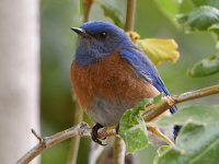 Bluebird2.jpg