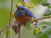 Bluebird.jpg