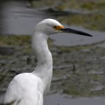 Egret4.jpg