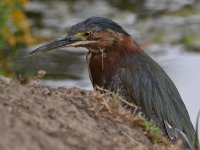 GreenHeron4.jpg