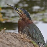 GreenHeron6.jpg