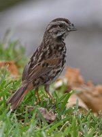 Sparrow3.jpg