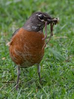 Robin4.jpg