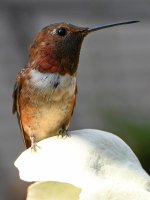 Hummer11.jpg