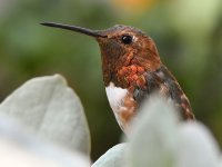 Hummer13.jpg