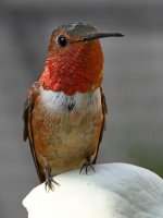 Hummer5.jpg