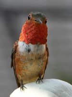 Hummer4.jpg