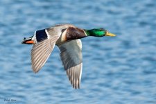 MallardFlight-900.jpg