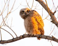 Owlet-910.jpg