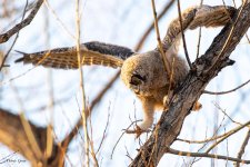 Owlet-911.jpg