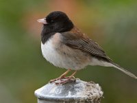 Junco10.jpg