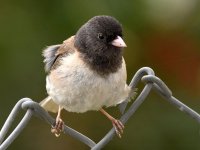 Junco17.jpg