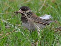 Junco19.jpg
