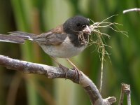 Junco20.jpg