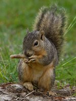 Squirrel3.jpg