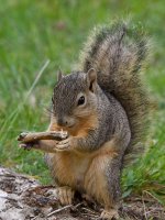 Squirrel6.jpg