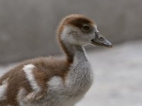 Gosling2.jpg