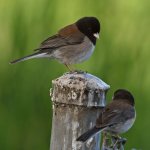Junco2.jpg